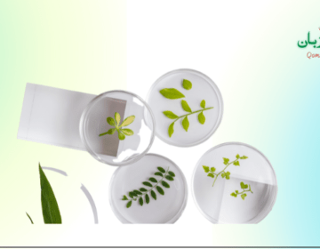 سائنس کیا ہے؟